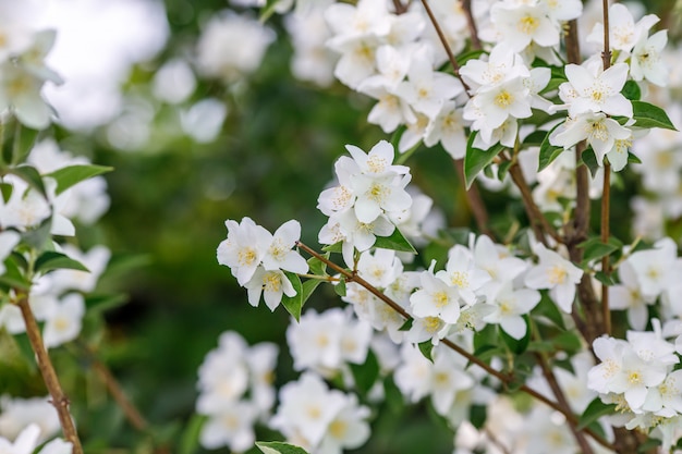 庭の白いジャスミンの花の枝