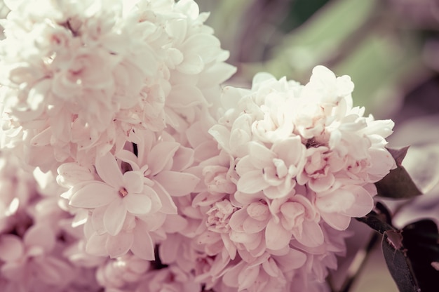 Branch of white lilac flowers