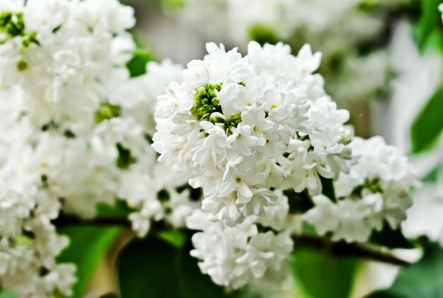 Branch of white lilac flowers