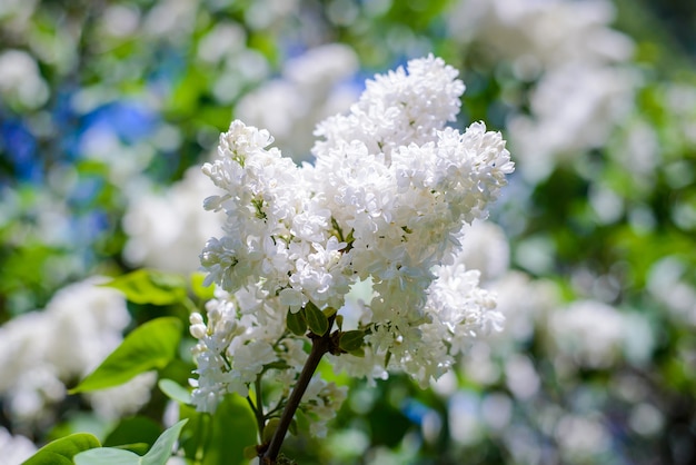 Branch of white lilac in sunny weather