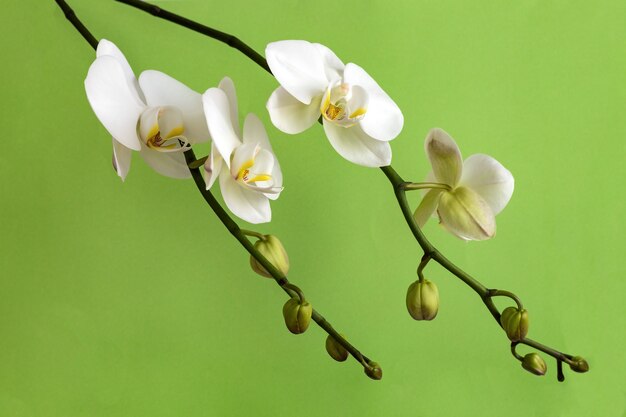 薄緑色の背景に花とつぼみを持つ白い蘭の枝