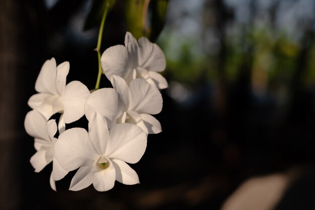 The branch of white orchid 