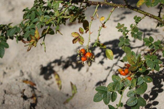 branch of a wild hawthorn bush with berries growing on a sand dune on the Baltic Sea