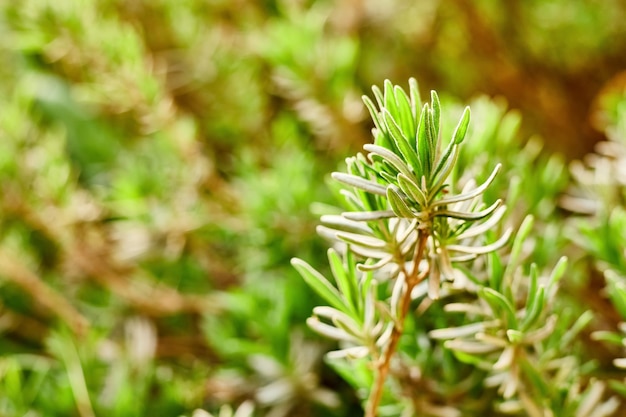 Branch of wild lavender closeup