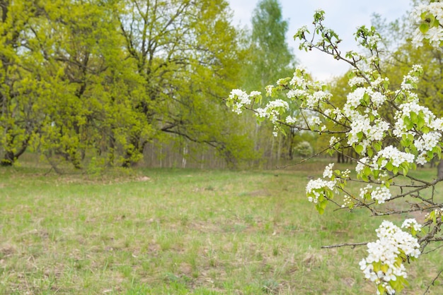 Branch of wild pear tree with white flowers on green spring field