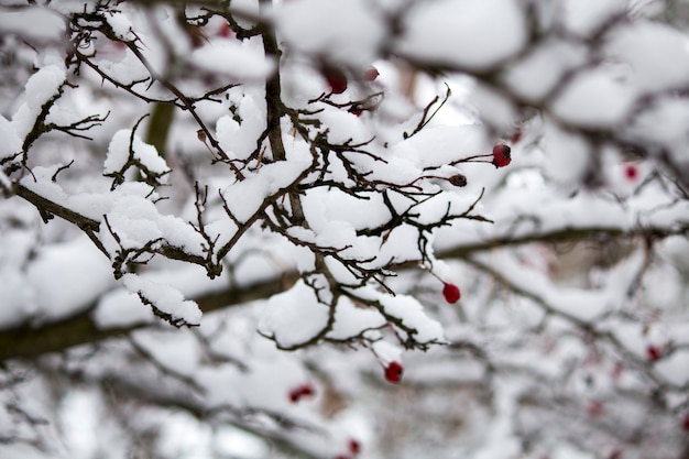 A branch of wild rose in the snow. Winter beautiful nature