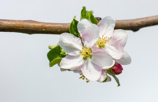 明るい背景にリンゴの花と枝