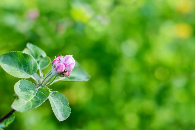 Branch with apple blossoms in a garden