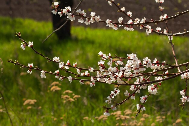 Branch with apricot flowers on a background of green meadow