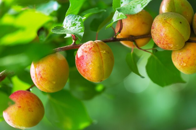 A branch with apricots and green leaves in summer garden