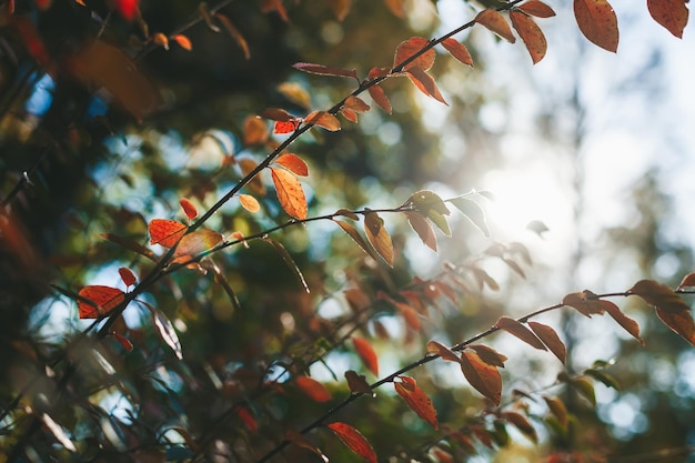 Branch with autumn leaves