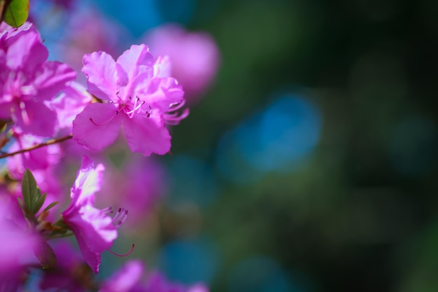 Branch with azaleas flowers against background of pink blurry colors and blue sky