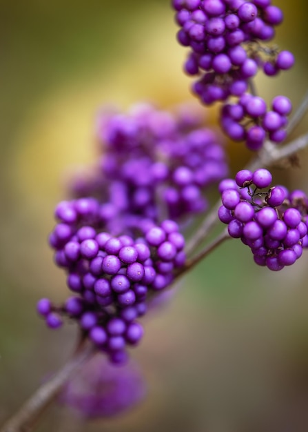 Branch with beautiful purple berries of beauty berry shrub in autumn garden