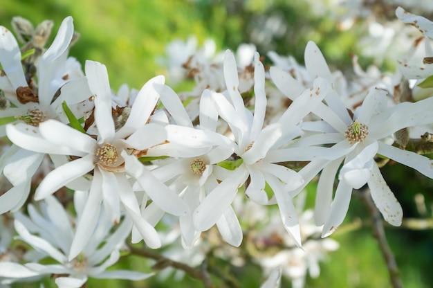 Branch with beautiful white flowers on a blurred background of green grass in spring time