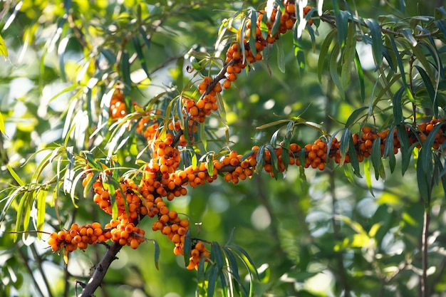 Branch with berries of sea buckthorn and green leaves