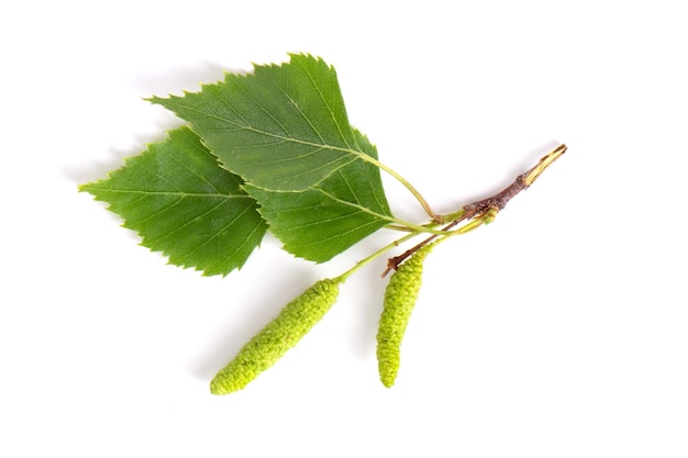 A branch with birch leaves and buds or flowers with earrings on a white background