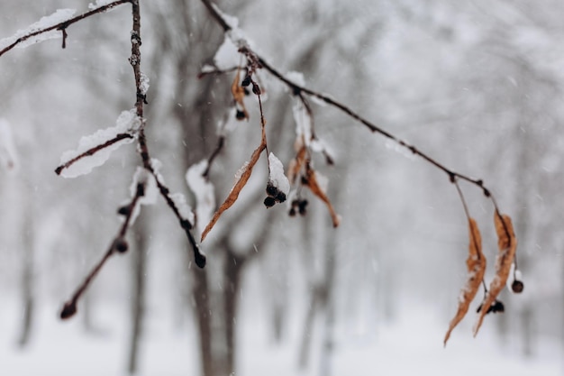 Branch with black berries under snow cover against a background of snowcovered trees