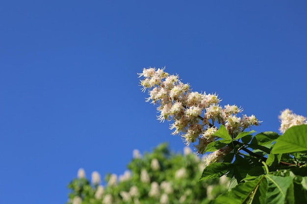 Branch with blooming flowers of Horse chestnut tree against blue clear sky. Aesculus hippocastanum. White candles of blossom Conker tree. Spring and new life concept for natural design.