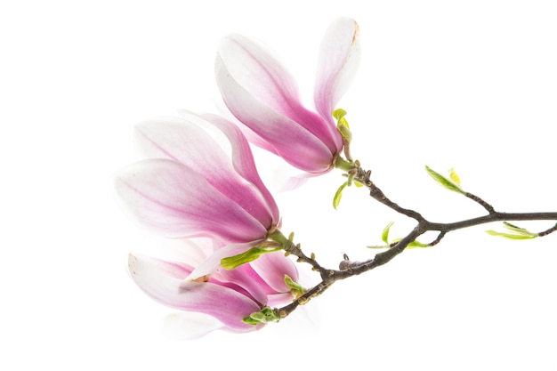 Photo branch with blooming pink magnolia flowers isolated on white background