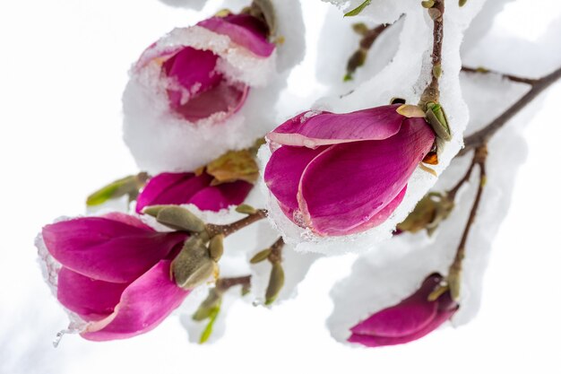 Photo branch with blossoming buds of magnolia flower covered with snow