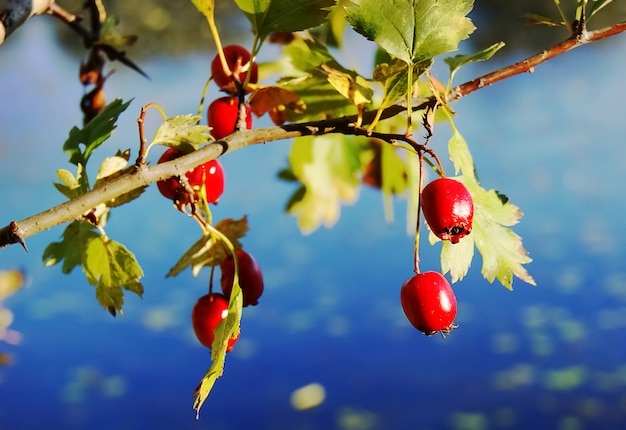 A branch with briar berries on the river, a fine autumn day