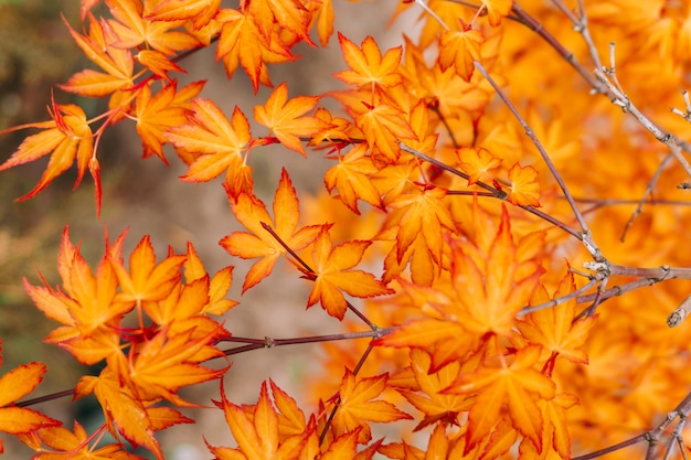 Branch with bright orange autumn leaves. Autumn concept.