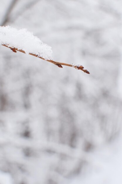 A branch with buds in the snow on a blurry white background with a place for text