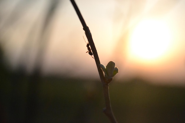 芽のある枝と夕日を背景に