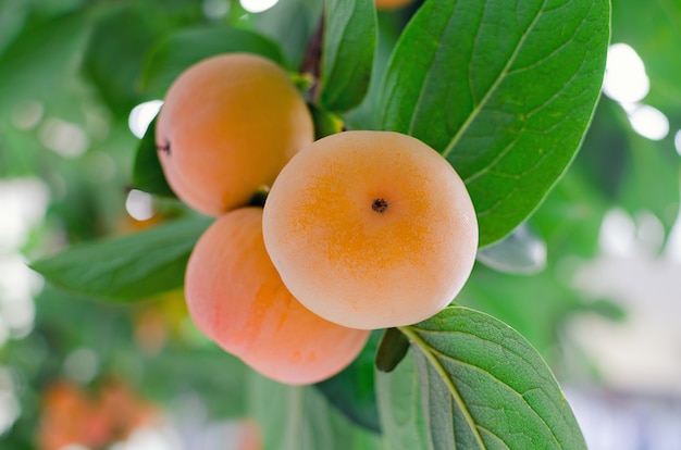 Branch with a bunch of ripe orange persimmon on a tree.