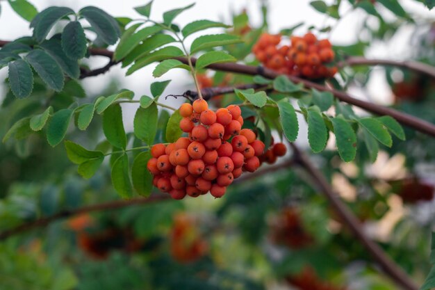 A branch with a bunch of ripe red mountain ash in the foliage