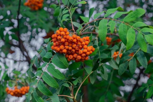 A branch with a bunch of ripe red mountain ash in the foliage