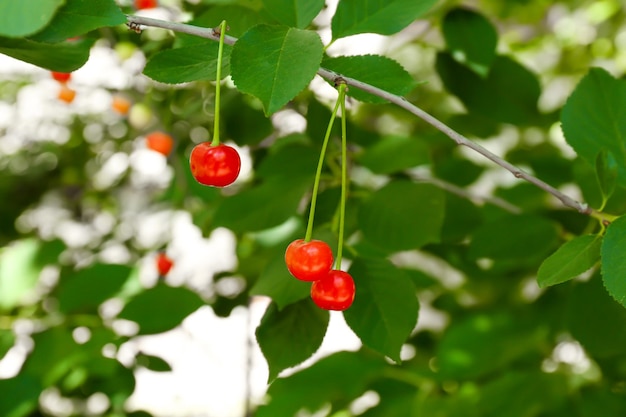 Branch with cherry berries in garden on sunny day