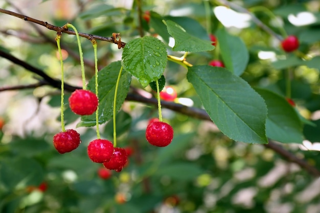 Photo branch with cherry berries in garden on sunny day