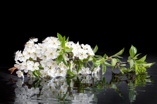 Branch with cherry blossom on a black reflective background