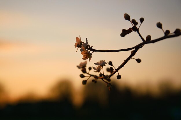 석양에 과일 나무에 벚꽃이 있는 나뭇가지 보케가 있는 봄의 꽃