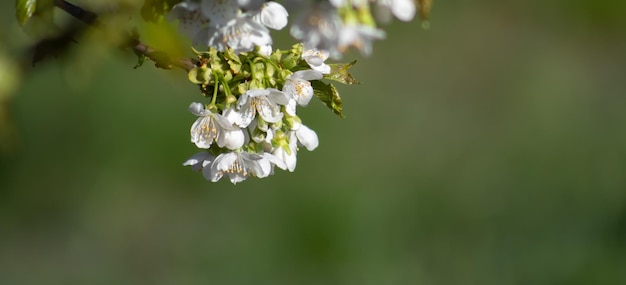 Branch with cherry blossoms on a blurred green background