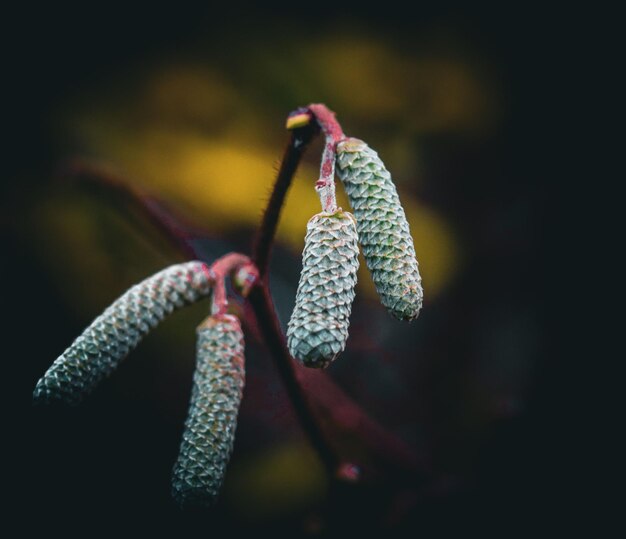 Branch with a cluster of dangling catkins against a dark background