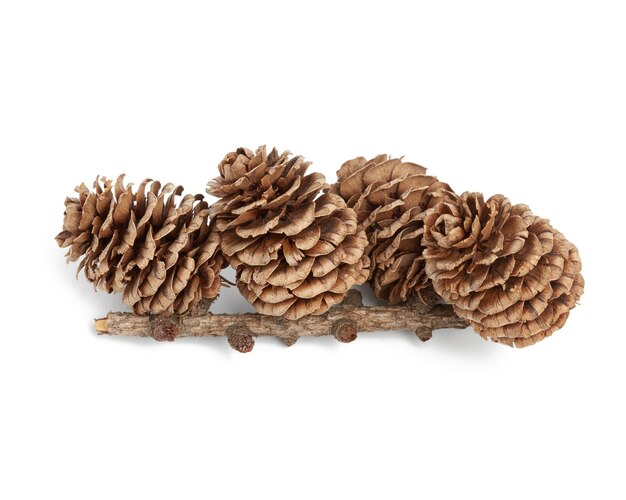 Branch with dry cones of Japanese larch isolated