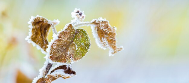 霜で覆われた乾燥した葉のある枝_