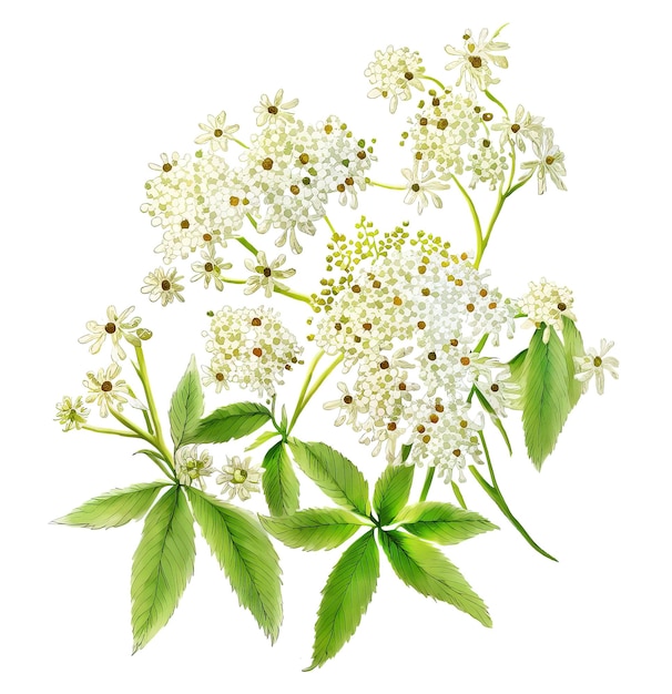 Branch with elderberry flowers isolated on white Generative AI