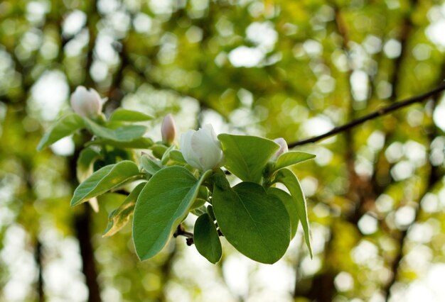 The branch with flower and bud