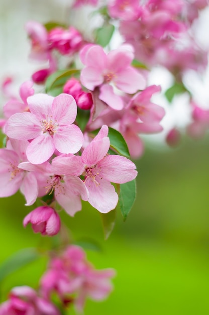 Branch with flowers of decorative apple tree blooming apple tree in pink