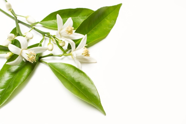 A branch with flowers of an orange tree on a white background with copy space