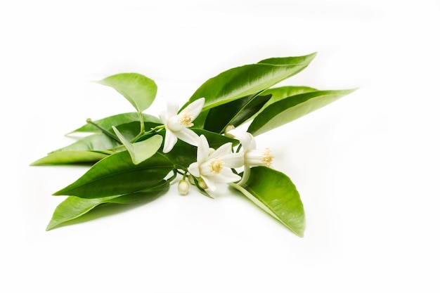 A branch with flowers of an orange tree on a white background with copy space