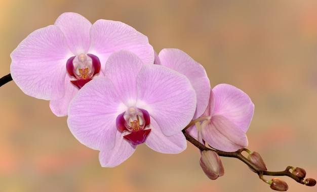 Ramo con fiori di orchidea rosa.