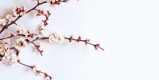 白い背景の花と枝選択的なfocusnature