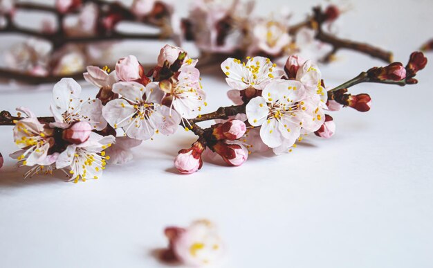 Branch with flowers on white background Selective focusnature