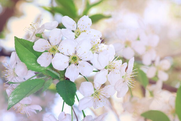 Branch with flowers