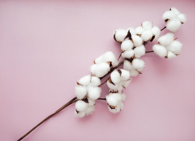 Branch with fluffy white cotton flowers on the pink background