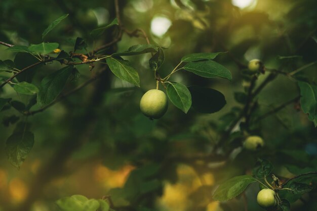 A branch with green apples in an orchard summer orchard with apples on a sunny day place for text